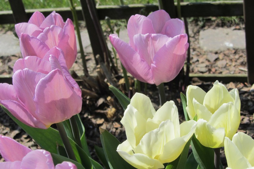 Tulipany - Ukorzenione cebulki, przesadzamy do donicy. Na...