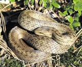 Ekolodzy alarmują: strefa ochrony węża na Zakrzówku powinna być dużo większa