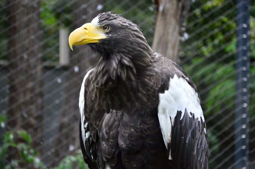 Spacery po łódzkim ogrodzie zoologicznym obok budowy Orientarium [GALERIA]