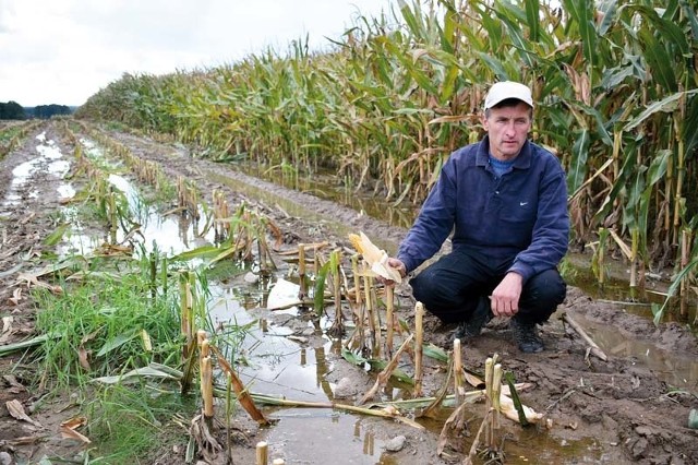 Władysław Zińczuk z Końcowizny, jeśli będzie dobra pogoda, w sobotę skończy kosić kukurydzę. Niestety w wielu miejscach stoi woda, co utrudnia pracę.