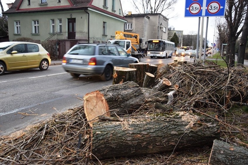 Wiatr złamał drzewo w Bielsku-Białej, spadło na samochód i autobus