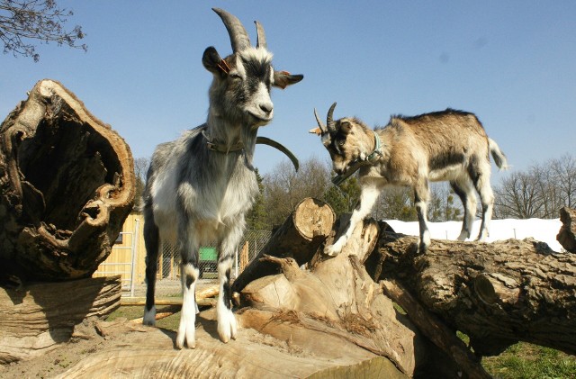 Zwierzęta ze szkoły w Bogdańczowicach