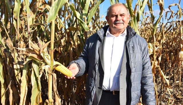 Zbiory kukurydzy na Opolszczyźnie będą w tym roku gorsze niż średnia z ostatnich kilku lat. To przede wszystkim wina suszy.