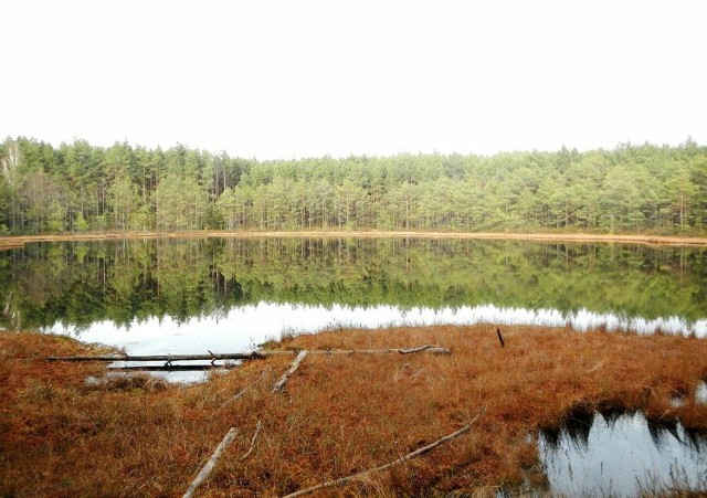 Regionalny Dyrektor Ochrony Środowiska w Bydgoszczy wyznaczył też otulinę wokół rezerwatu przyrody „Jeziorka Kozie”  na powierzchni 78,04 ha