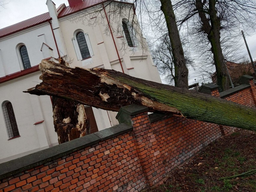 Drzewo spadło na ogrodzenie przy kościele w Dzierzgowie w...