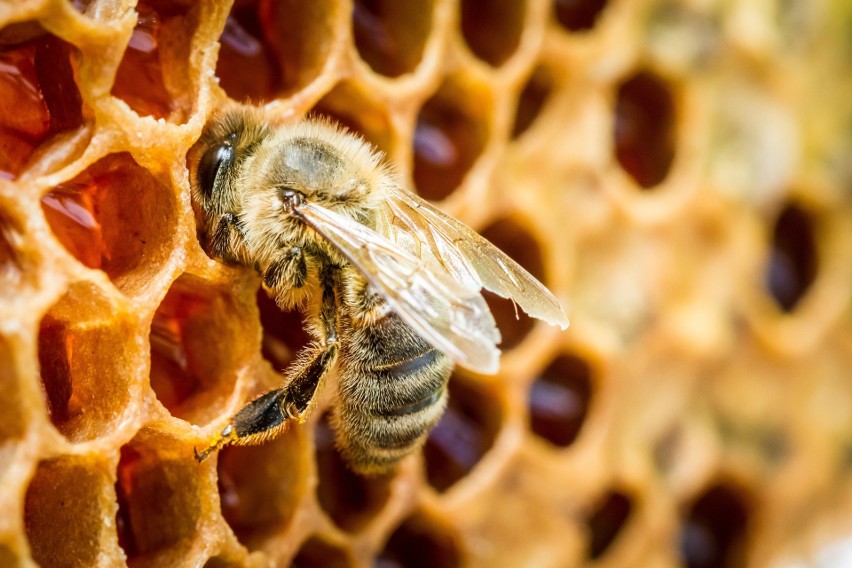 Pszczoły, zarówno miodne, jak i dzikie, są bardzo pożyteczne