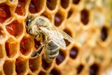 Co nam wlatuje w maju przez okno i czego się bać: pszczoły, osy, trzmiele, szerszenie 