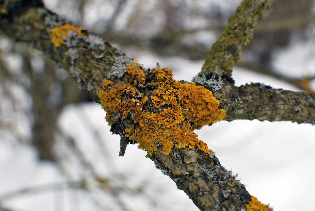 Porosty na drzewach często zauważamy zimą, jednak występują one przez cały rok.