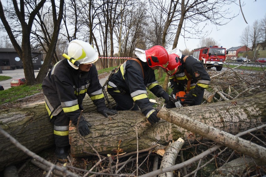Powalone drzewo usunęli strażacy
