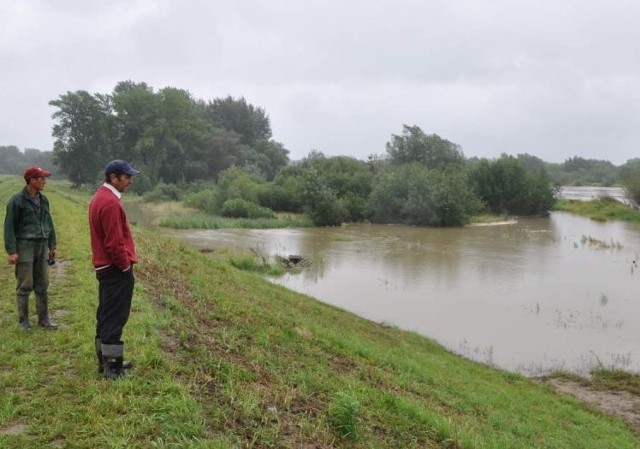 Fala wezbraniowa na Wiśle w piątek podniosła poziom rzeki powyżej stanu ostrzegawczego. Na zdjęciu mieszkańcy Rybitw w gminie Połaniec, obserwowali z niepokojem poziom wody.