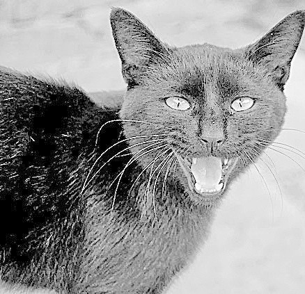 Według starych przesądów, aby położnica wyzdrowiała, trzeba zabić czarnego kota