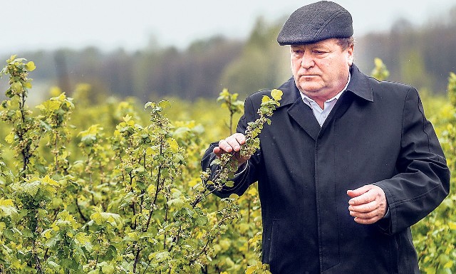 Stanisław Bartman, który jest jednym z największych sadowników w naszym regionie, nie ukrywa, że przymrozki mogą zniszczyć część upraw. W efekcie w lecie nie będzie owoców, a plantatorzy poniosą straty