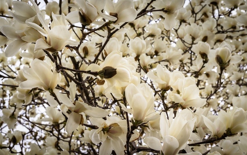 Dzięki dużemu zróżnicowaniu kwiatów magnolii można dobrać...