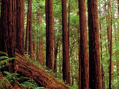 Lasy Państwowe zmieniają zasady handlu drewnem na bardziej korzystne. - To za mało - mówią przedstawiciele branży