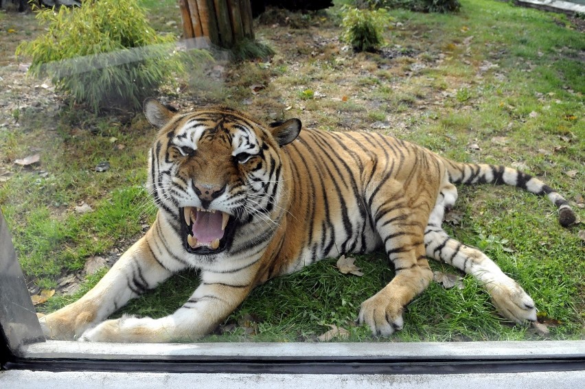 Kulisy wypadku w zoo: Tygrys zagryzł opiekuna