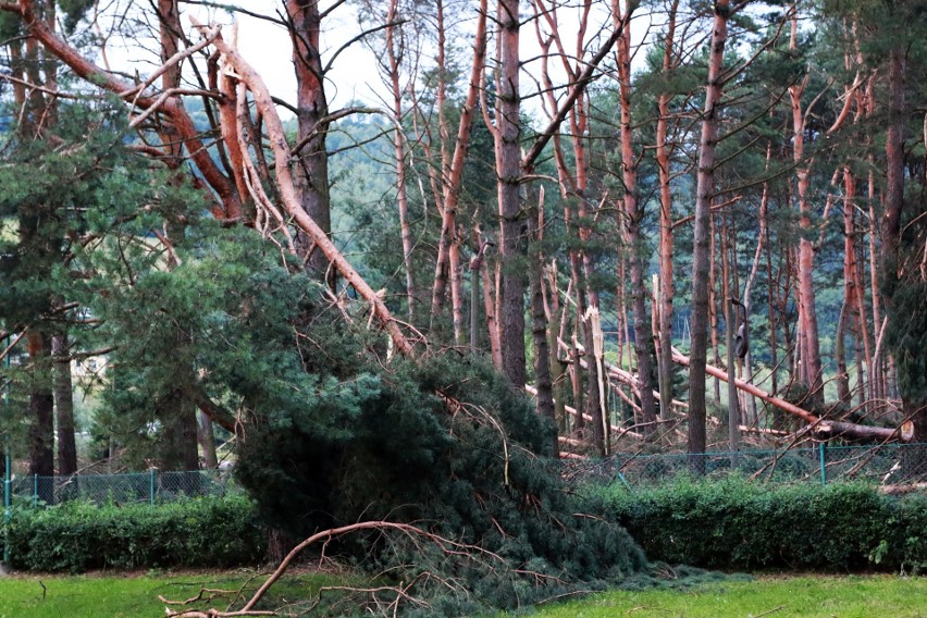 Piwniczna. 40 sekund horroru. Dobę po katakliźmie zniszczony las przeraża [ZDJĘCIA]