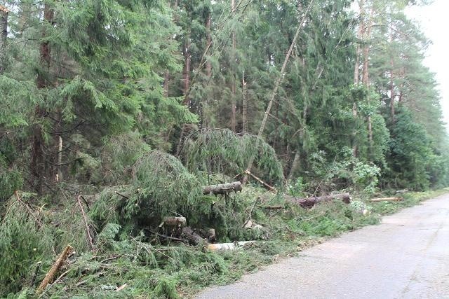 Puszcza Białowieska zniszczona przez silny wiatr, który...