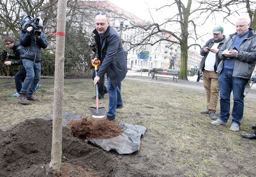 Piotr Krzystek posadził drzewo na placu Grunwaldzkim [ZDJĘCIA]