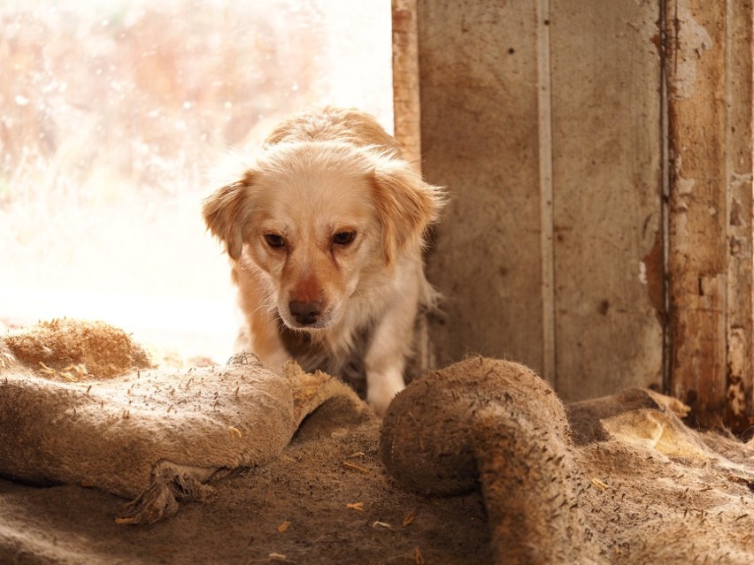 Po śmierci opiekuna, 14 psów zostało zamkniętych w ruinie