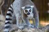 Kraków. Małe lemury i... kolczaste kuleczki w krakowskim zoo [WIDEO]