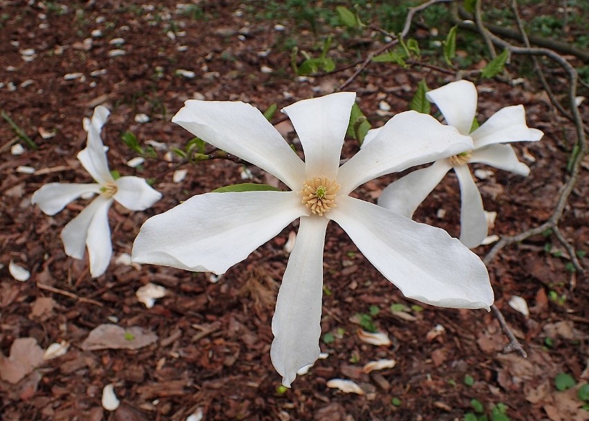 Jeszcze starsza jest magnolia, pochodząca z Japonii. Jej...