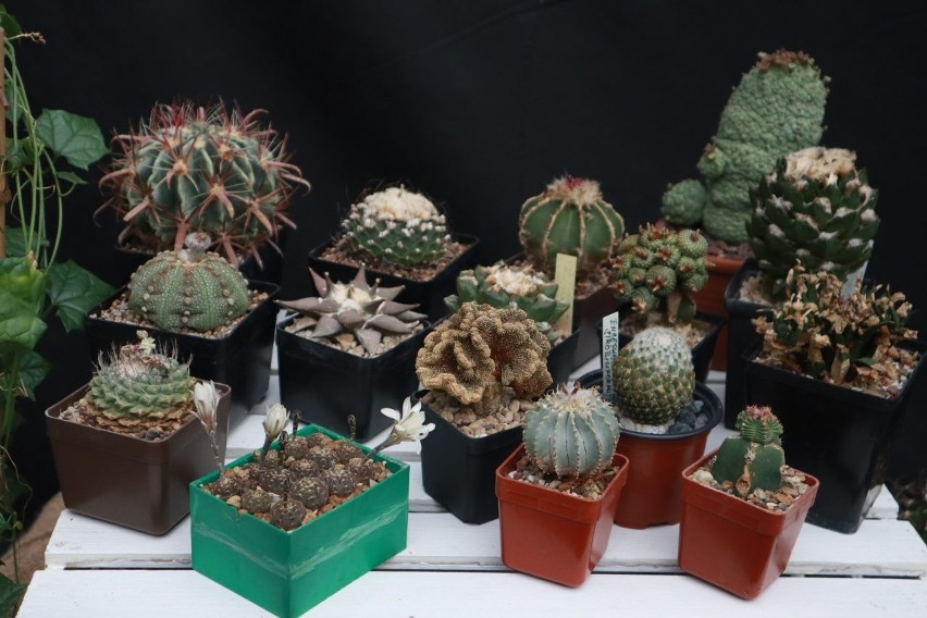 Wystawa kaktusów i sukulentów w Palmiarni Ogrodu Botanicznego w Łodzi