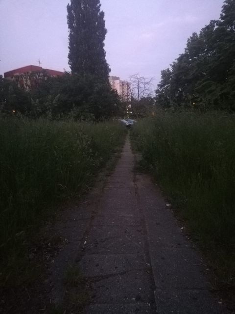Trawy przy ulicy Sucharskiego w Zielonej Górze