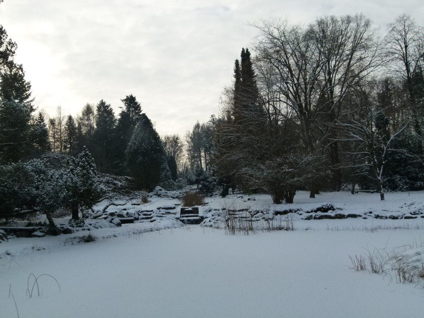 Zima w rogowskim arboretum. Pamiętacie, jak było jeszcze kilka lat temu?