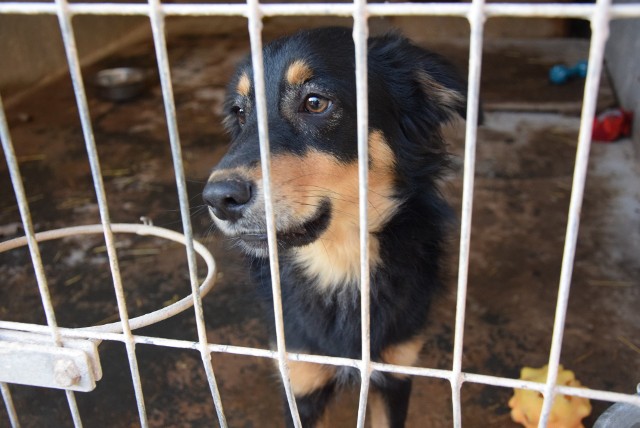 Zielona Góra, listopad 2019 r. Psy w schronisku dla bezdomnych zwierząt.