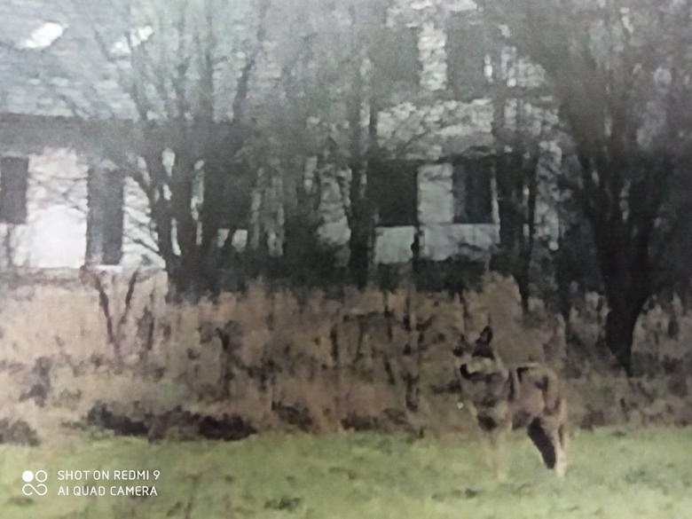 Odłowiona wilczyca nie zostanie w Białowieży. Zebrano pieniądze na budowę wybiegu (zdjęcia, wideo)