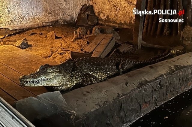 Jeden z krokodyli został uratowany i trafił do zoo w...