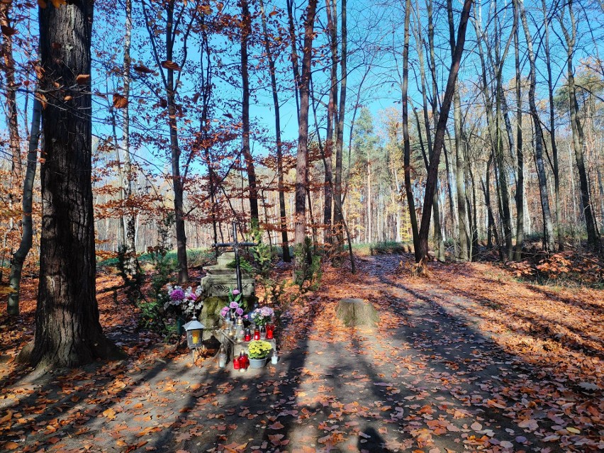 Samotny grobowiec pośród leśnej głuszy w Gliwicach. To pamiątka po cmentarzu cholerycznym w Lesie Łabędzkim. ZDJĘCIA