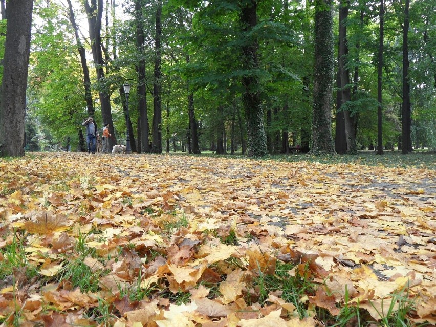 Żywiec: Jesień puka do Parku Habsburgów [ZDJĘCIA]