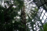 Jest ratunek dla palmy w Oliwie. Ale dopiero w 2017 roku