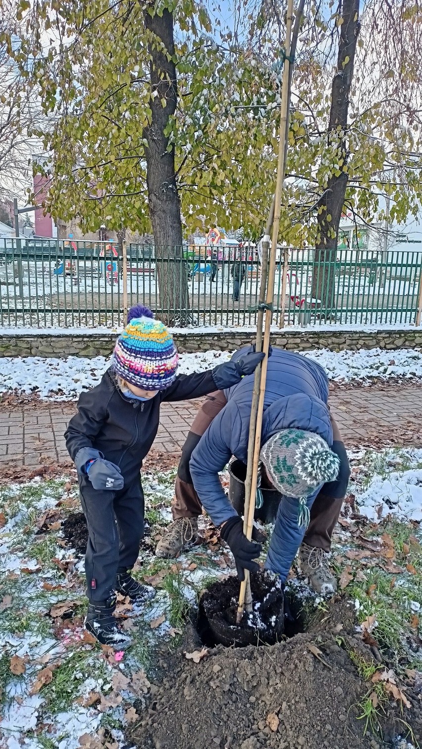 Akcja "Zapuśćmy korzenie" w Myślenicach