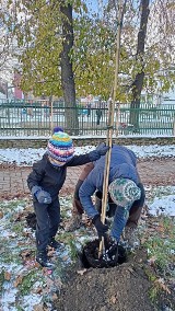 Rodzinne sadzenie drzew w Myślenicach. Kolejna odsłona akcji "Zapuśćmy korzenie"