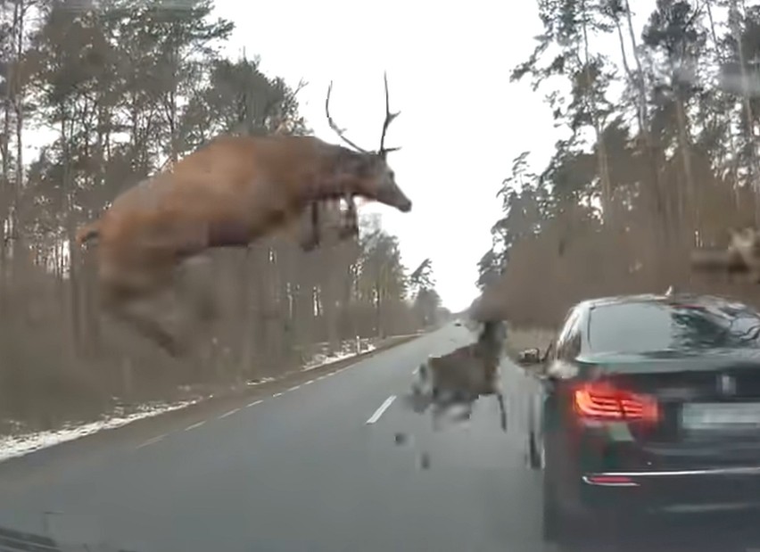 Spokojna jazda przez las i nagle pojawia się stado "latających" jeleni [NAGRANIE]