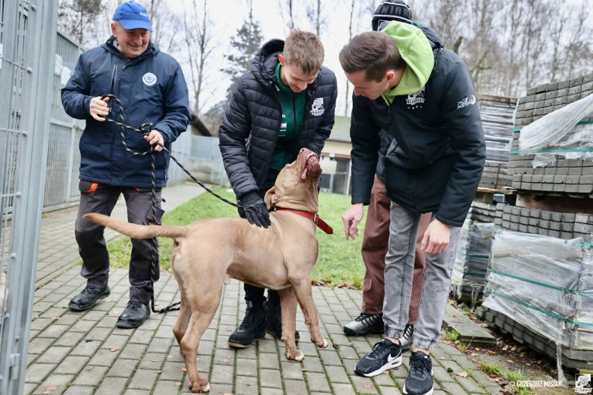 Żużlowcy Włókniarza Częstochowa odwiedzili schronisko dla zwierząt i przekazali rzeczy zebrane podczas akcji "#BiałoZielonaRodzina pomaga"