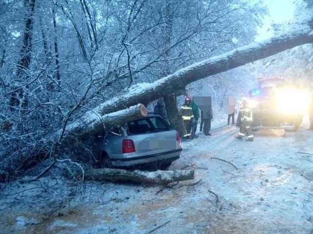 Drzewo runęło wprost na przejeżdżający drogą samochód...