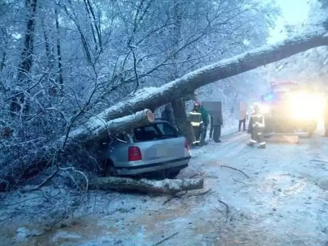 Drzewo runęło wprost na przejeżdżający drogą samochód osobowy. Kierowca miał dużo szczęścia.