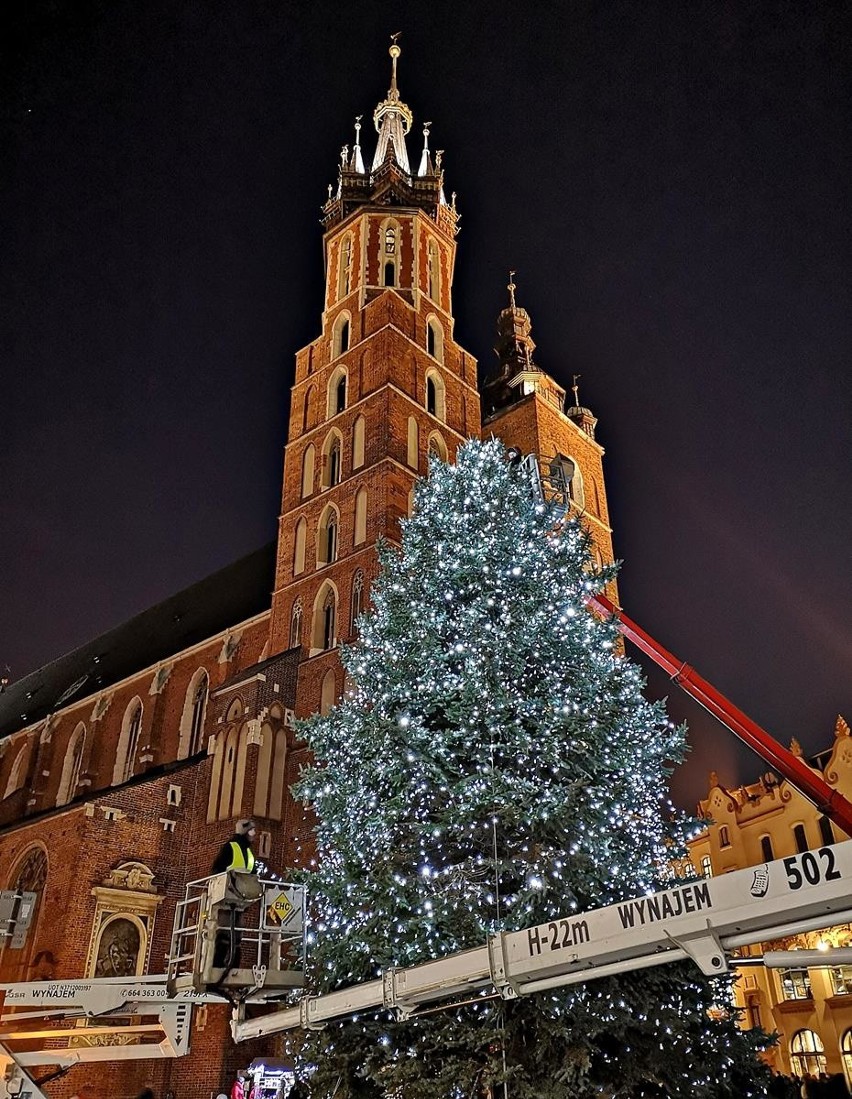 Kraków. Piękną choinkę możemy już zobaczyć na krakowskim Rynku [ZDJĘCIA]