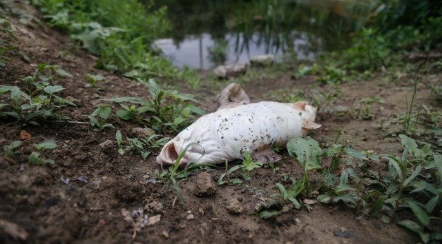 14.06.2018 rzeszow martwe ryby w wisloku w okolicach wsi lukawiec fot krzysztof kapica