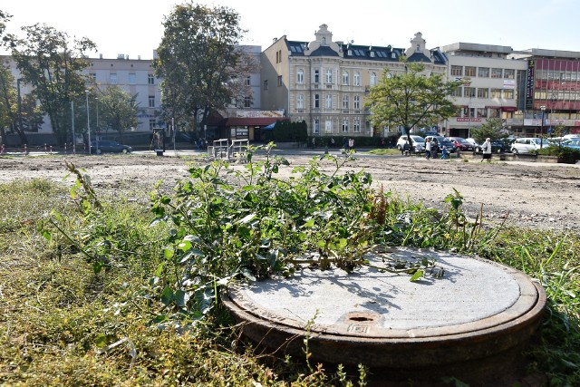 Krzew pomidorów rośnie w centrum Opola na placu, który był zapleczem budowy Solarisa