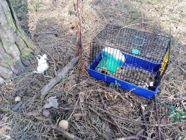 Kto jest odpowiedzialny za ten akt bestialstwa? Poszukujemy osoby, która porzuciła ciężarną szczurzycę i jej młode w bydgoskim lesie!