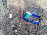 Kto porzucił w lesie w Bydgoszczy klatkę ze szczurami? Część zwierząt nie przeżyła!