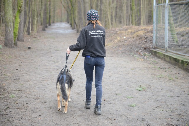 Schronisku dla Bezdomnych Zwierząt w Zielonej Górze przydadzą się jednorazowe fartuchy.