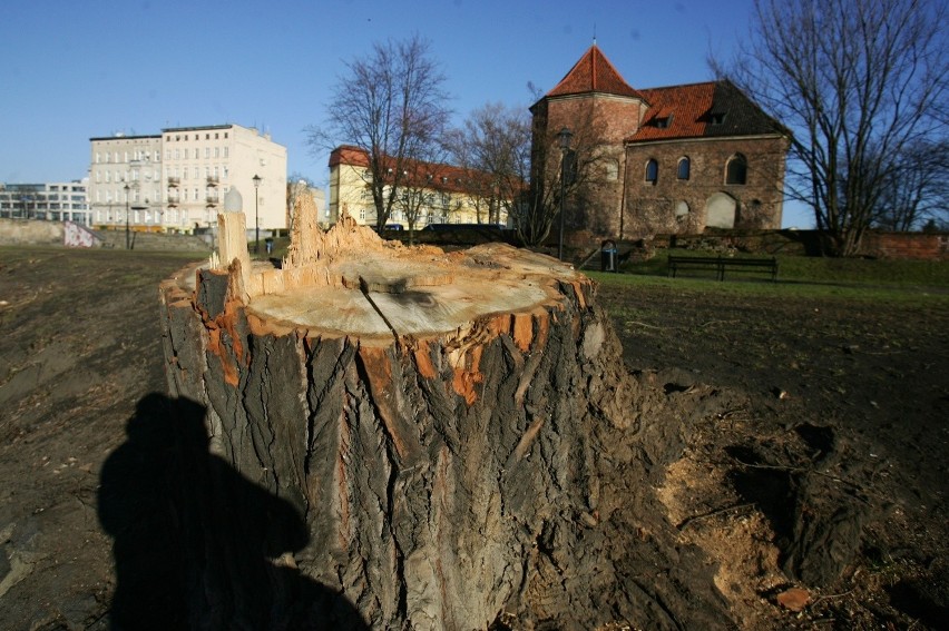 30 tysięcy drzew w trzy lata! Na takę skalę wycinki zezwolił...