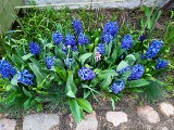 Niebieskie kwiaty do ogrodu. Jakie rośliny wybrać, by kwitły niebieskimi kwiatami? Kalendarium ogrodnika na wrzesień