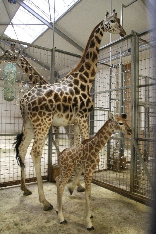 Żyrafa urodziła się w ogrodzie zoologicznym w Opolu. Wymyśl...