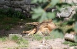 Dziś Światowy Dzień Lwa. Odwiedziliśmy króla zwierząt w Śląskim Ogrodzie Zoologicznym w Chorzowie